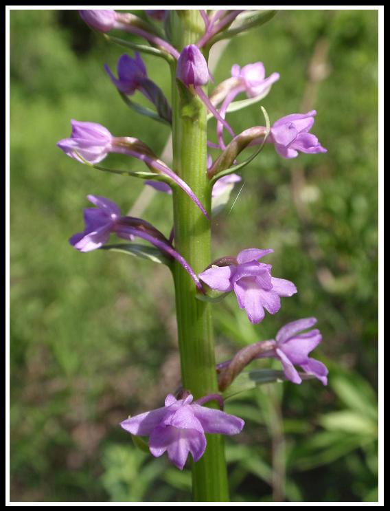 ORCHIDEE DELL''ASTIGIANO:TRA LANGHE E MONFERRATO 2009